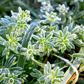 Comment protéger ses plantes du gel ?