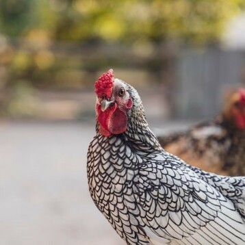 Quel régime alimentaire adopté pour votre poule pondeuse ?