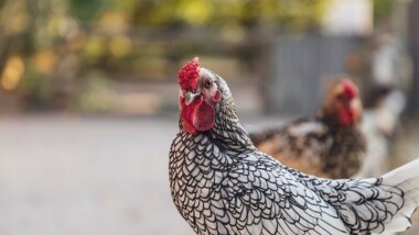 Quel régime alimentaire adopté pour votre poule pondeuse ?