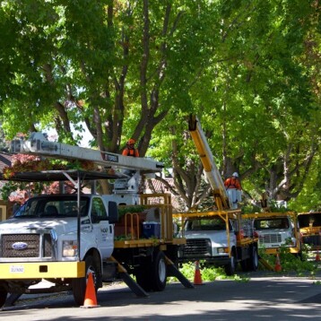 4 Avantages d’effectuer l’émondage et l’élagage des arbres dans votre maison