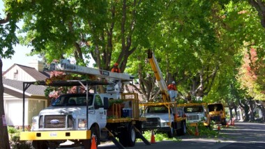 4 Avantages d’effectuer l’émondage et l’élagage des arbres dans votre maison