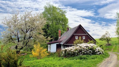 Entretien d’arbres : pourquoi et comment choisir un professionnel ?